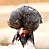 Birdbrain